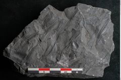 Foto (Detailansicht) von Noeggerathia palmaeformis Goeppert (NHMW-GEO-2024-0188-10739)